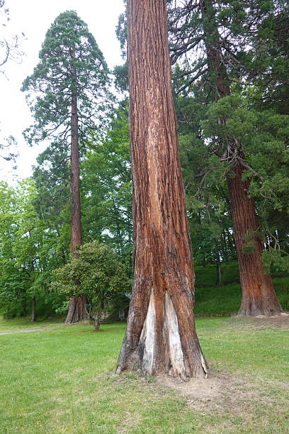 Giant sequoia trees reaching for the sky in green park