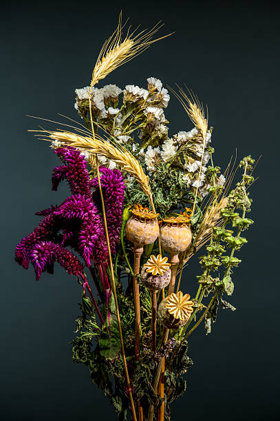 A striking composition of dried wildflowers, golden wheat ears, and textured poppy pods creates a decorative still life against a moody, dark gray background