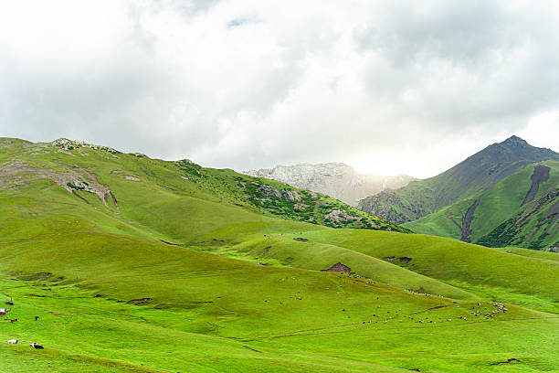 This is a landscape painting of a grassland. In the picture, the vast green grassland spreads out like a green carpet, with distant mountains and bright green grass. Several trees are scattered here and there, adding a touch of natural charm. Above is an open sky, with bright colors. The overall atmosphere is fresh and natural, conveying a peaceful and distant rural atmosphere. It seems that one can smell the fragrance of the grass and feel the comfort of the gentle breeze. However, from the presentation of the picture, the characteristics of the grassland can be associated with its vastness and grandeur.
