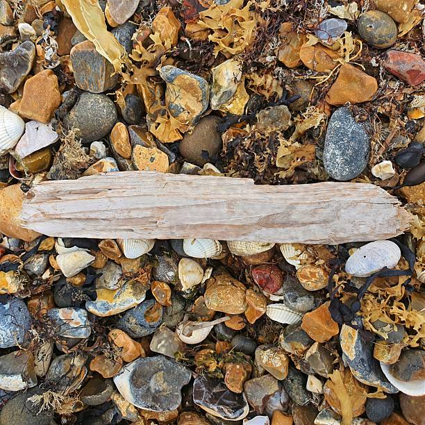 Driftwood lying on colorful beach stones with seaweed and seashells