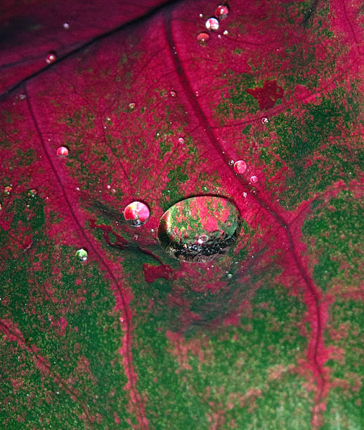 Oka leaf with waterdrops close up. Macro photography photo in the Veluwe nature reserve during a fall day.