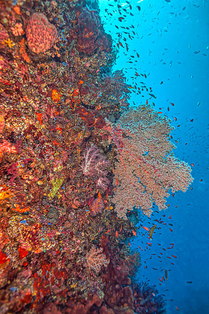 istock shipwreck, underwater Bali, Indonesia 2230908943