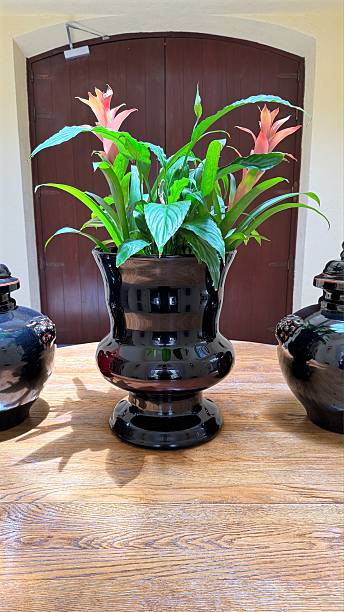 istock Bromeliad guzmania lingulata thriving in black ceramic vase, flanked by matching decorative vessels, positioned on wooden surface with rustic door backdrop 2230908955