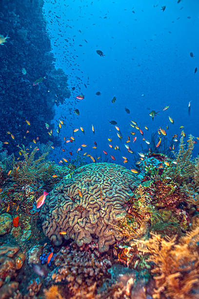 Shipwreck off the coast of Bali Underwater