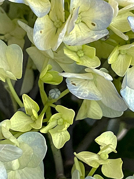 istock The flowering pattern of hortensia 2230911114