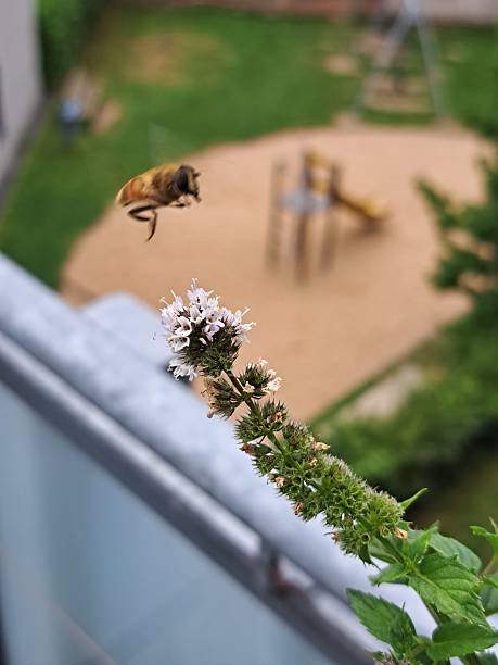 Mobile Shot biodiversity bee insect flowers in Bloom nectar Beauty in Nature Natural condition