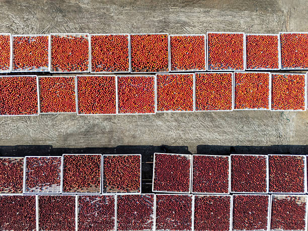 The red plums being sun dried on the farm