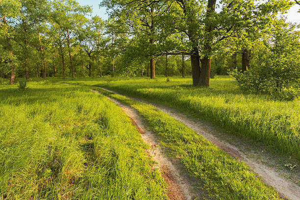 Country road, path, way, lane in beautiful summer green forest Beautiful green forest in summer. Old oak tree and dirty road, path, way, lane in countryside