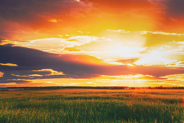 istock Green Barley Field, Early Spring. Agricultural Background. 2230912387