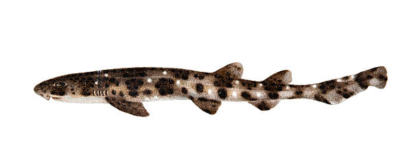 Cat shark