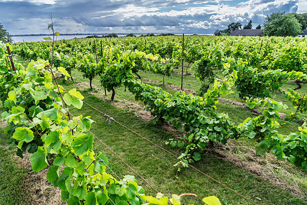 istock Lush Vineyard Rows on an Overcast Day with Verdant Foliage, Kimesbjerg, Faaborg, Denmark 2230914551