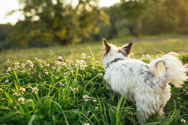 Biewer Yorkshire-Terrier dog in a park