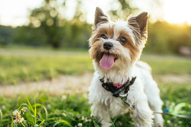 Biewer Yorkshire-Terrier dog in a park