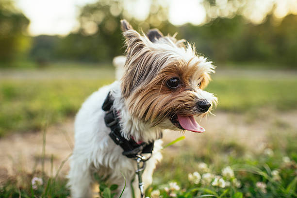 Yorkshire Terrier dog in a field of daisies.