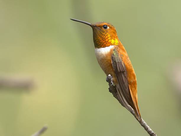 istock Vibrant Orange Hummingbird Perched 2230917264