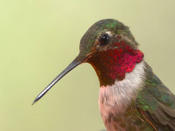 istock Colorful Hummingbird Close-Up 2230917265