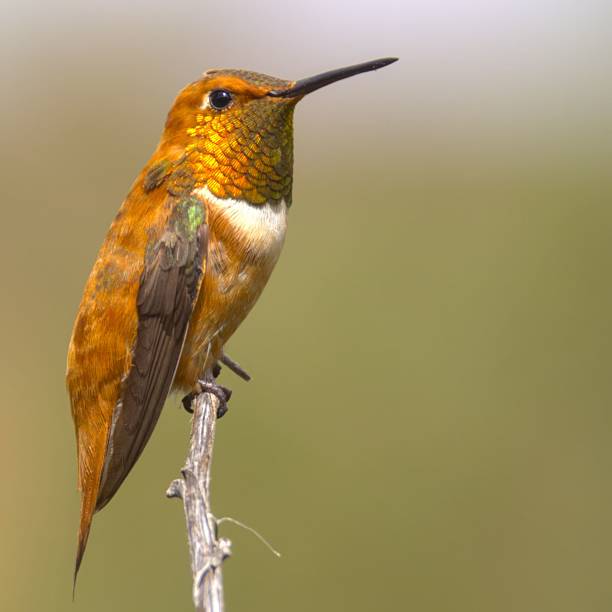 istock Rufous Hummingbird Perched on Twig 2230917266