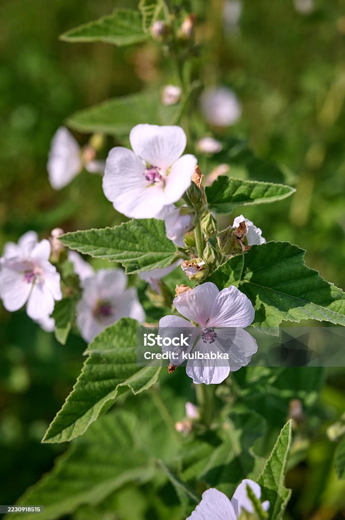 Wildblume Althaea officinalis im Garten. - Lizenzfrei Samtpappel Stock-Foto Wildblume Althaea officinalis im Garten. - Lizenzfrei Samtpappel Stock-Foto