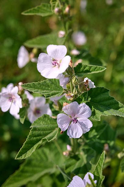 Wild flower Althaea officinalis in the garden.