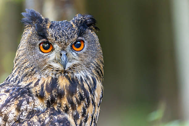 istock Head of the Eurasian eagle owl closeup. 2230919663