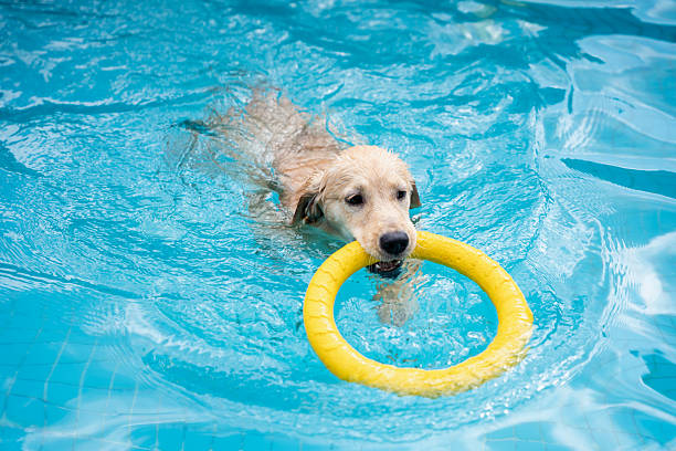A golden retriever swimming in a swimming pool conveys a relaxing and healing pet-raising life, suitable for pet supplies, pet services, and pet-friendly themes.