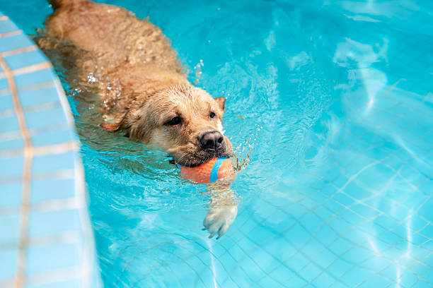 istock Golden retriever swimming in the pool 2230920233