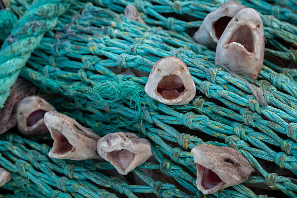 Small-spotted catsharks (Scyliorhinus Canicula), by-catch