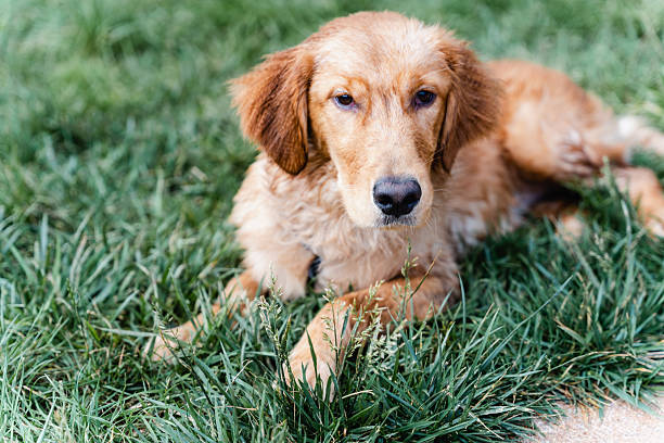 Two two-month-old golden retriever puppies photographed outdoors. Young purebred retriever dogs interacting naturally during early puppyhood, showing companionship, movement, and development in a clean outdoor environment.