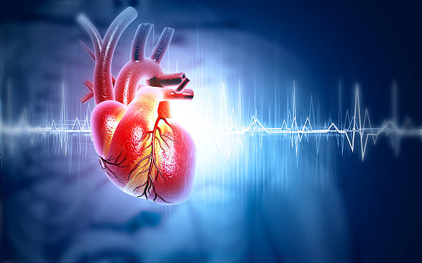 istock Human heart anatomy with ECG 2230921908
