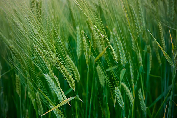 istock Spikelets of green barley in a field. 2230924256