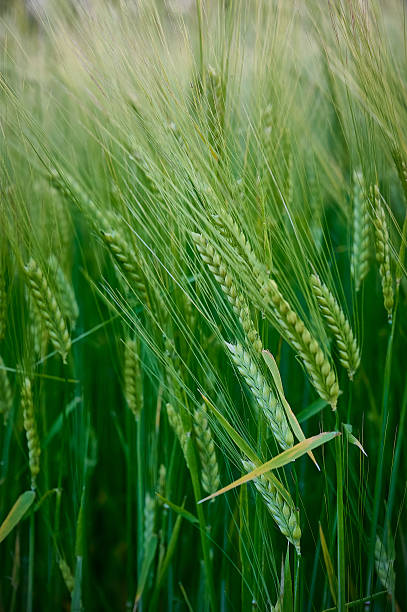 istock Spikelets of green barley in a field. 2230924258