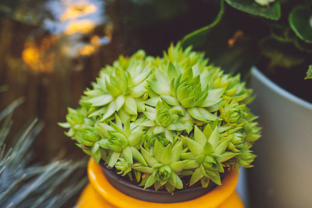 Flower arrangement in the garden