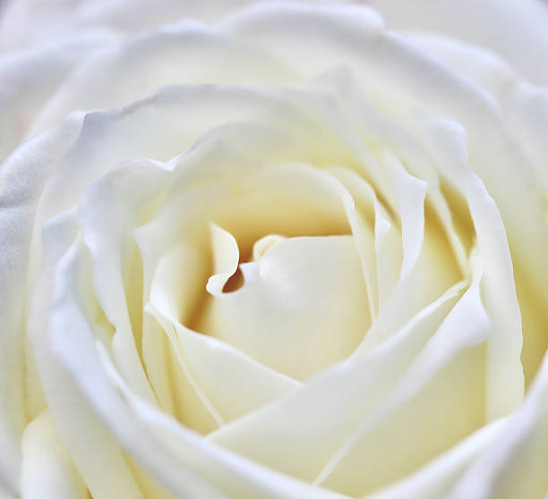 istock White rose flower petals, soft focus. Macro flowers backdrop 2230924725