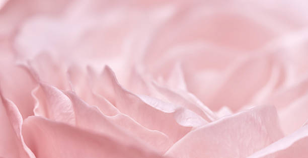 istock Pink pale rose flower petals, soft focus. Macro flowers backdrop 2230924778