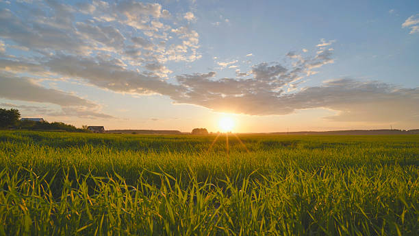 istock Summer sunset over a field of young wheat. 2230924981