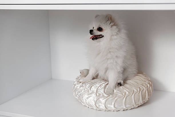 Small white Pomeranian dog relaxing on a soft cushion inside a white bookshelf