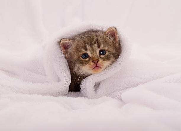 istock Cute kitten wrapped in white blanket close up 2230927482