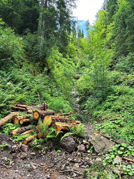 istock Pile of logs in a dense forest 2230928838
