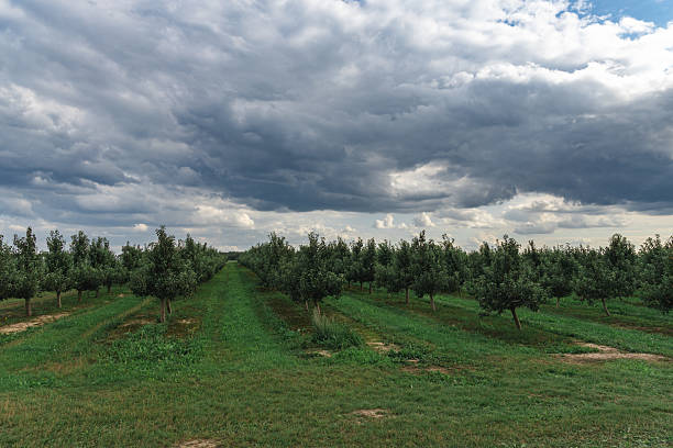 istock Aerial view of a nursery with young apple trees 2230930338