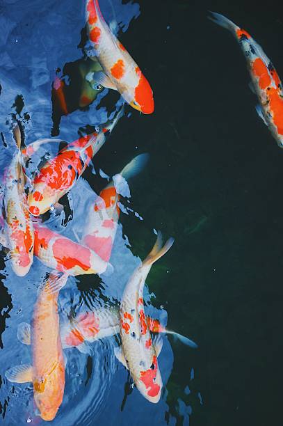 istock Vibrant koi fish in a clear pond 2230930411