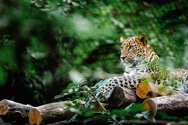 istock Ceylon leopard, wild animal in tropical forrest 2230931629