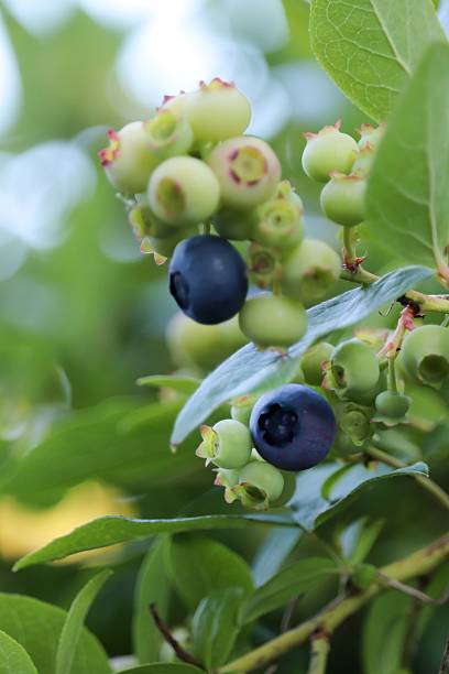 istock Ripe and Unripe Blueberries on a Bush 2230932742