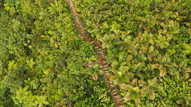 istock Hiking Trail Through Dense Jungle in Dominica 2230934794