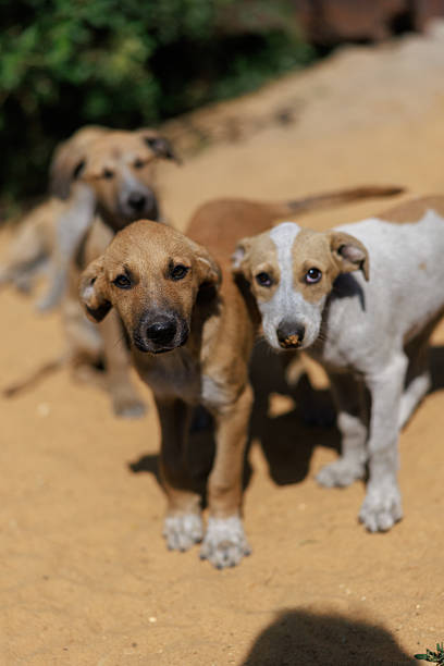 istock Three Stray Puppies Looking at Camera 2230937081
