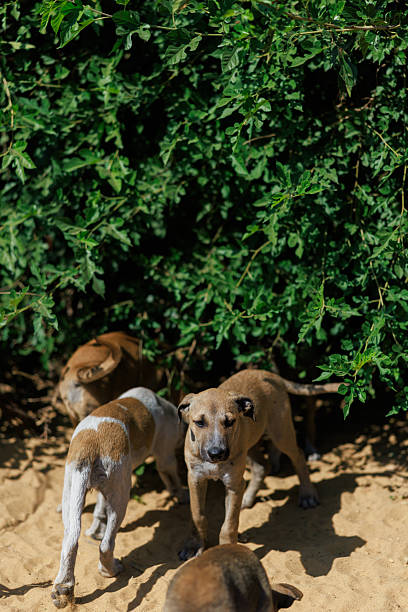istock Group of Stray scared Puppies Hiding in Shade. 2230937439