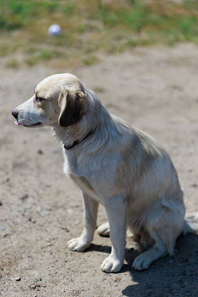 istock Sad Stray Dog Sitting Looking Aside 2230937584