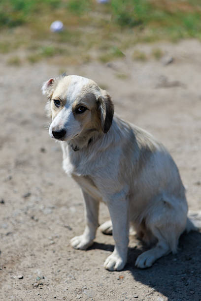 istock Sad Stray Dog Sitting on Dirt Ground 2230937586