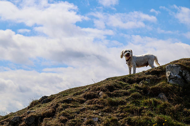 marmot, hunting dog, alps