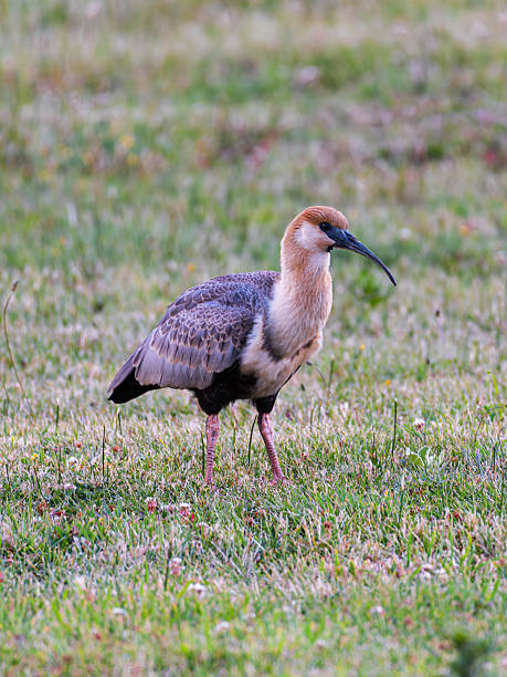 istock Black-faced ibis in a meadow, Patagonia, Argentina 2230940904