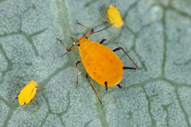 The oleander aphid, Aphis nerii, sometimes also called the milkweed aphid. It is commonly found feeding on oleander and milkweeds (Asclepias sp.)